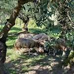 別荘 Casa S.claudio - Rural Near Viana Do Castelo