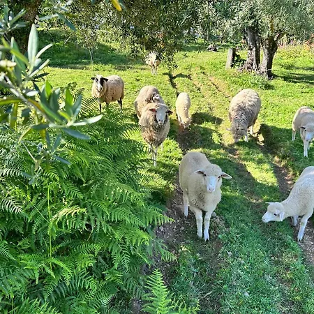Casa S.claudio - Rural Near Viana Do Castelo Nogueira (Viana do Castelo)