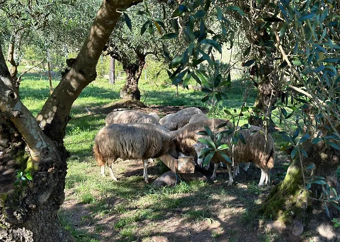 Feriehus Casa S.claudio - Rural Near Viana Do Castelo