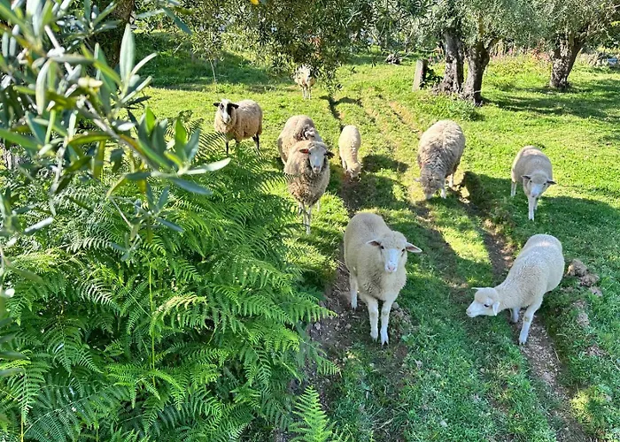 Casa S.claudio - Rural Near Viana Do Castelo Nogueira (Viana do Castelo)